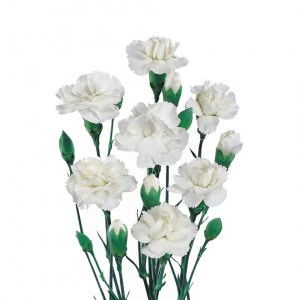 гвоздика кустовая 1